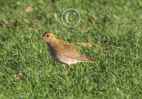   Golden Plover DM1657